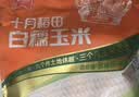 十月稻田 白糯玉米 8根 4.16斤 真空包装 东北甜粘玉米棒 低脂早餐 实拍图