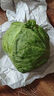 山东新鲜甘蓝包菜卷心菜圆白菜新鲜嫩绿莲花白现摘现发早餐减脂 新鲜包菜 1.5-2斤净重 人工挑拣 实拍图