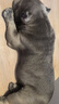 豆柴（docile）冻干三拼成犬狗粮添加有益菌蛋黄鸡肉鸭肉粒通用无谷粮10kg/20斤 实拍图