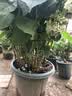 芷郁植物防倒伏支架铁艺绣球吊兰支撑杆园艺固定架爬藤花架 4个大号 实拍图