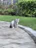 HELLOJOY猫梳子梳毛刷猫毛梳专用狗狗针梳毛发清理用品宠物猫咪去浮毛神器 实拍图