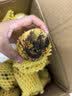 四川攀枝花青黄皮凯特芒新鲜上市芒果热带果园生鲜新鲜水果非榴莲 带箱9斤（净重8.4斤）单果200g+ 实拍图