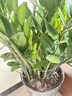 九千谷植物支撑架园艺花架阳台花园绣球月季爬藤 半圆20*35CM 3对装6393 实拍图
