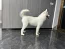 伯纳天纯经典系列中/大型幼犬犬粮 拉布拉多德牧金毛哈士奇通用15kg/30斤 实拍图