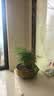 文竹盆栽绿植花卉盆景植物室内客厅水培文松云竹文竹大苗四季常青 小文竹【3棵性价比高】原土球发货 高度15-25cm 实拍图