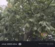 猫人【医护级首次免洗】女士内裤女纯棉抑菌中腰无痕大码少女三角裤 实拍图