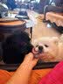 普安特宠物猫咪眼药水狗狗硫酸新霉素滴眼液结膜炎流眼泪消炎杀菌贝朗明 实拍图
