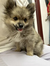 皇家狗粮幼犬成长礼盒（幼犬粮 800g+成犬粮 50g*5）小型犬 泰迪 贵宾 实拍图