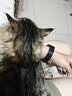 欢宠网猫玩具猫咪逗猫棒羽毛铃铛互动自嗨解闷耐咬神器猫猫小猫幼猫宠物 实拍图