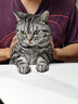 pidan猫砂 豆腐猫砂2.4kg*4包强力吸臭纯猫砂 可冲厕所非膨润土砂 实拍图