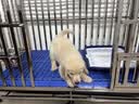 金百特 【不锈钢狗笼子】 金毛狗笼子中大型犬狗笼子宠物狗狗笼子狗屋高档狗别墅 长125*80*105【带蓝色垫板】+20cm狗碗 实拍图