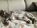 普安特宠物猫咪驱虫药驱虫体内外同驱跳蚤犬虱非泼罗尼滴剂爱滴克 实拍图