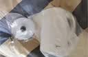 美的（Midea）电热水壶烧水壶有钛内胆双层无缝一体烧水壶1.7L大容量自动智能断电2026新款 MK-SH17M134-T 实拍图