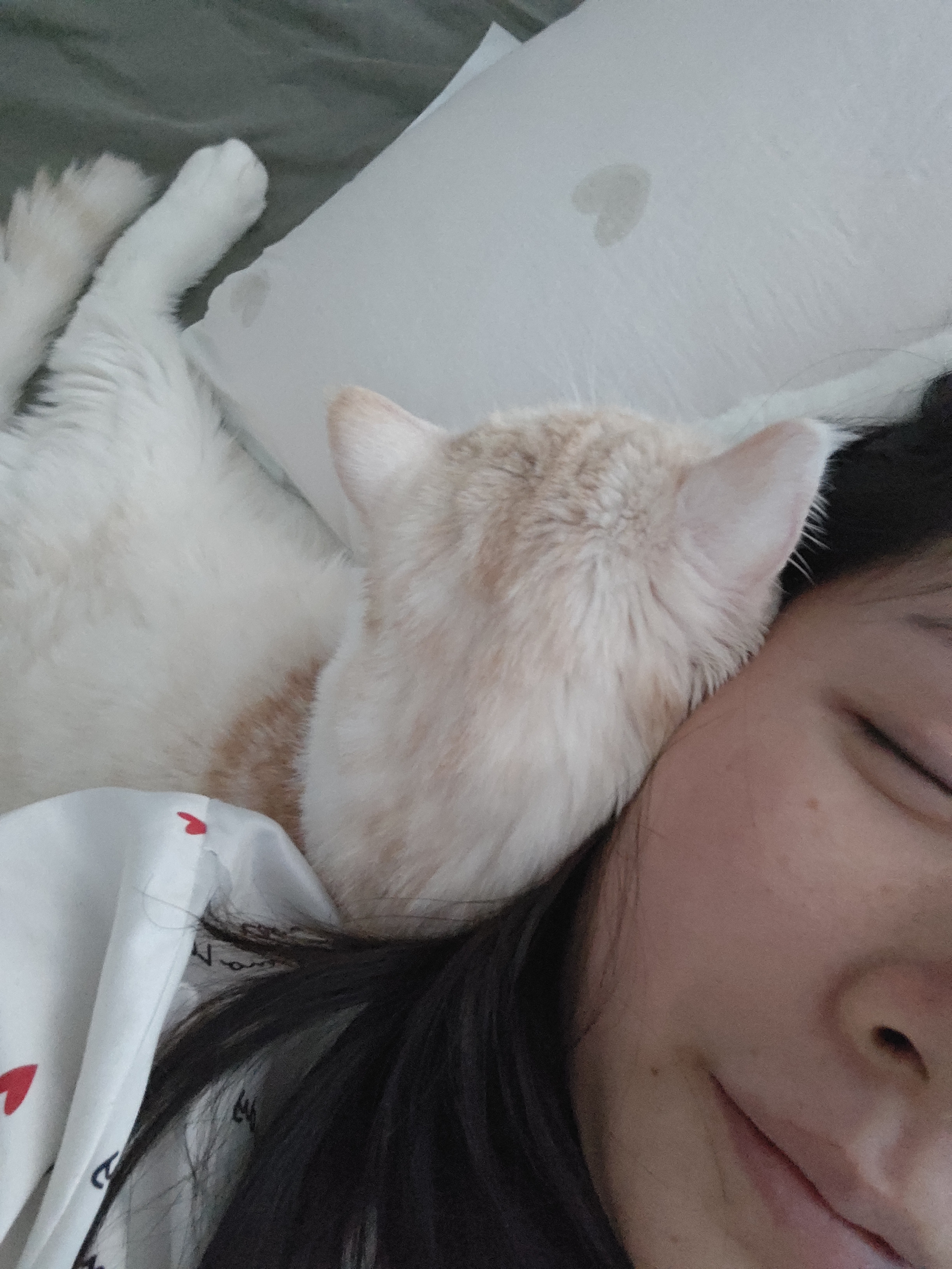 petshy绿茶豆腐混合膨润土猫砂20斤绿茶植物除臭香味无尘京东自营明日达 实拍图