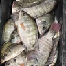 川泽轻口小碎目鲫鱼漂高灵敏纳米浮漂醒目浮标顿口防风浪抗走水鲤鱼漂 CA01-4细尾野钓综合吃铅2.0克 实拍图
