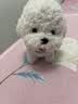 趣巢旺旺家族比熊犬会叫会走路唱歌电动毛绒玩偶仿真小狗儿童玩具 实拍图