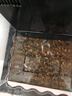 疯狂水草孔雀鱼活体水族宠物观赏鱼冷水耐活小型热带鱼淡水鱼苗 【组合装孔雀鱼8条】随机发出 实拍图