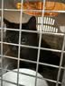 licheers宠物航空箱猫咪狗狗航空箱猫笼外出便携航空运输猫包大号 实拍图