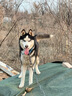 心粮狗粮中大型成犬粮15kg金毛柴犬边牧拉布拉多通用 牛肉味15kg【增肌壮骨】 实拍图