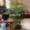 开时果 大文竹盆栽老桩精品植物 四季好养大棵文竹室内阳台大型绿植盆景 3年小文竹+早安水培盆/约15-25cm 实拍图