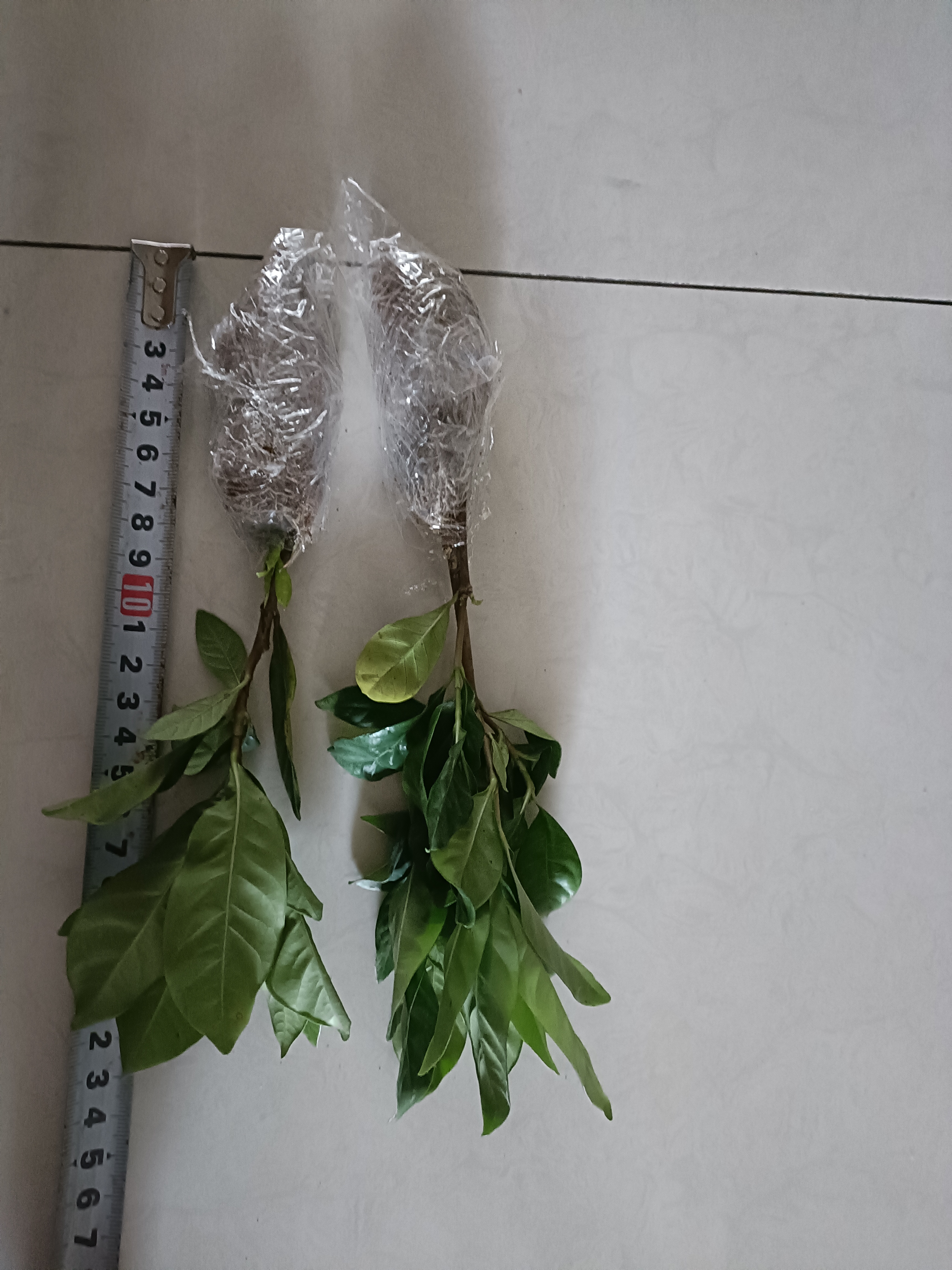 浓香型大盆牡丹栀子花四季开花卉绿植室内桌面盆栽净化空气吸甲醛 裸根试种1苗（不带盆） 高度20-25cm冠幅10cm 实拍图