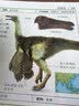 DK岩石与矿物 DK博物系列 详细了解岩石与矿物的第一本专业科普书 高清实拍图鉴 儿童自然博物百科 小学生地质启蒙课外书 开学季 实拍图