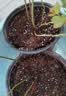德沃多蓝莓专用营养土15L园艺种菜土壤绿植盆栽花土果蔬种植土 实拍图