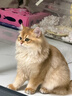 皇家猫粮 幼猫奶糕 幼猫猫粮 BK34 通用粮 1-4月 2KG 实拍图