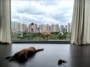 憨憨乐园猫玩具吸盘猫咪转转乐逗猫幼猫小猫逗猫棒自嗨解闷神器玩具 实拍图