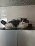 Orijen渴望猫粮 成猫幼猫粮 全价通用无谷原味鸡肉进口5.4kg效期26/12 实拍图