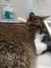 pidan猫砂 天然钠基球型猫砂2.4kg*4包 球型膨润土砂京东自营 实拍图