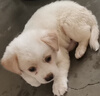 荣郁 中华田园犬家养幼犬土狗小狗大黄狗纯黑小白狗体活体种狗 田园级 白色田园犬 公母备注 实拍图