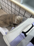 网易严选全价鲜鸡肉猫粮J40 生骨肉无谷主食冻干 成幼猫草本植萃10kg 实拍图