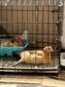 拓宠加厚狗狗尿垫猫咪生产隔尿训导兔子芦丁鸡垫消臭竹炭尿片S码100片 实拍图