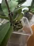 亚克力正方形透明花盆塑料种植盆水培透气加厚蝴蝶兰专用控根盆 3号12.5*11*13cm【送托盘】 1个装 实拍图