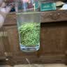 绿木2026新茶信阳毛尖茶叶绿茶500g浓香型散装茶叶自己喝礼盒送礼 【2026新茶】信阳毛尖500g罐装 实拍图