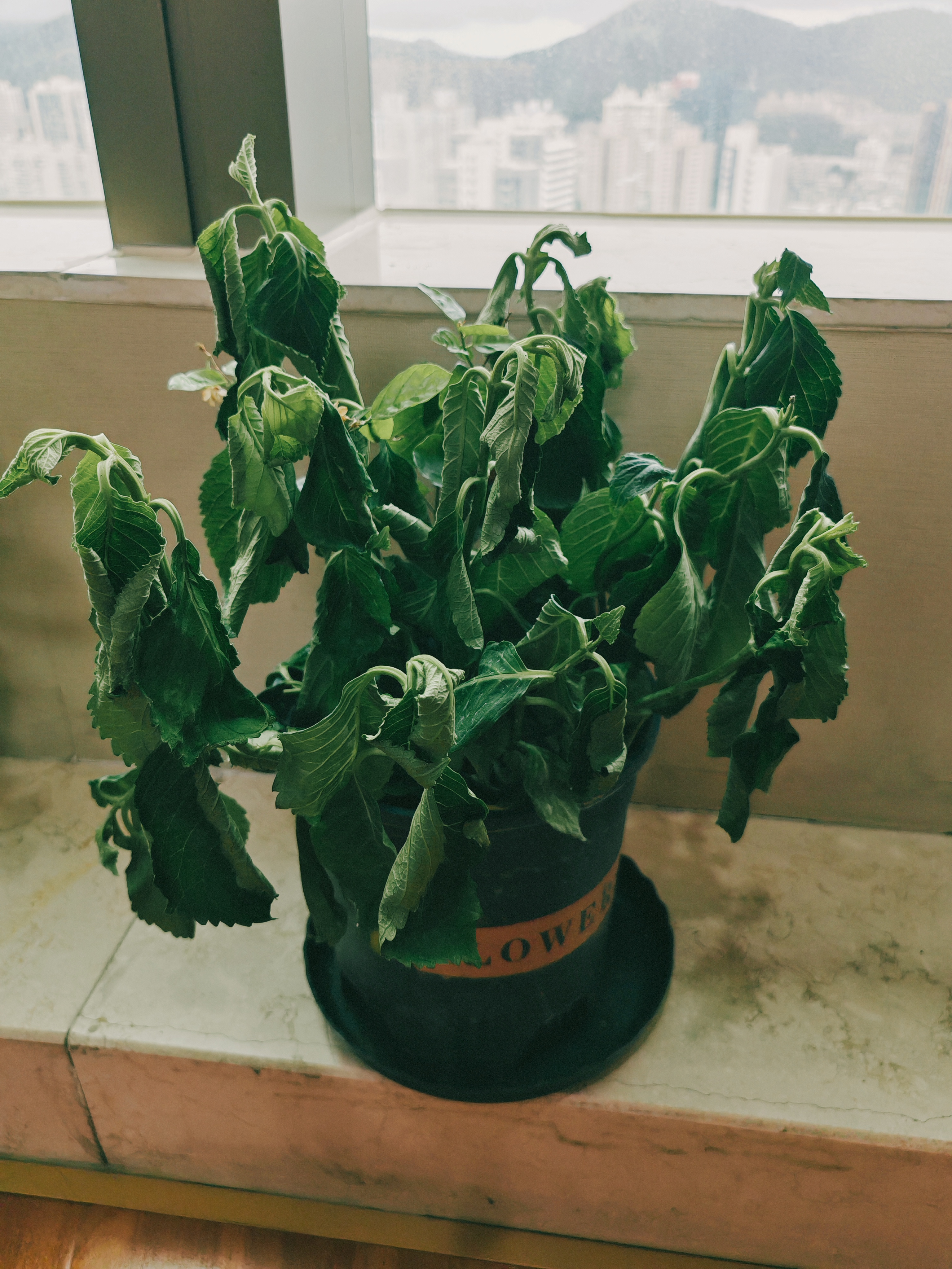 花翁绣球花苗无尽夏大花幸运八仙花阳台室内庭院花卉盆栽植物源头直发 实拍图