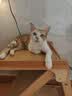 领先成猫尝鲜礼包主食级烘焙猫粮猫条餐盒汤包（新老款随机发货） 实拍图