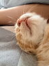好主人（CARE） 金装猫粮2.0 无谷猫粮 全价幼猫通用 82%含肉量2.5kg/5斤 实拍图