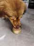 HELLOJOY狗罐头成犬幼犬狗零食 狗湿粮主食罐头85g 实拍图