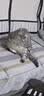 伟嘉成猫猫粮 夹心粮10kg牛肉味全价猫粮 实拍图