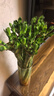 花翁富贵竹水培绿植招财转运室内客厅水养花卉盆栽植物文昌竹源头直发 实拍图