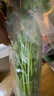 带根香菜100g 实拍图