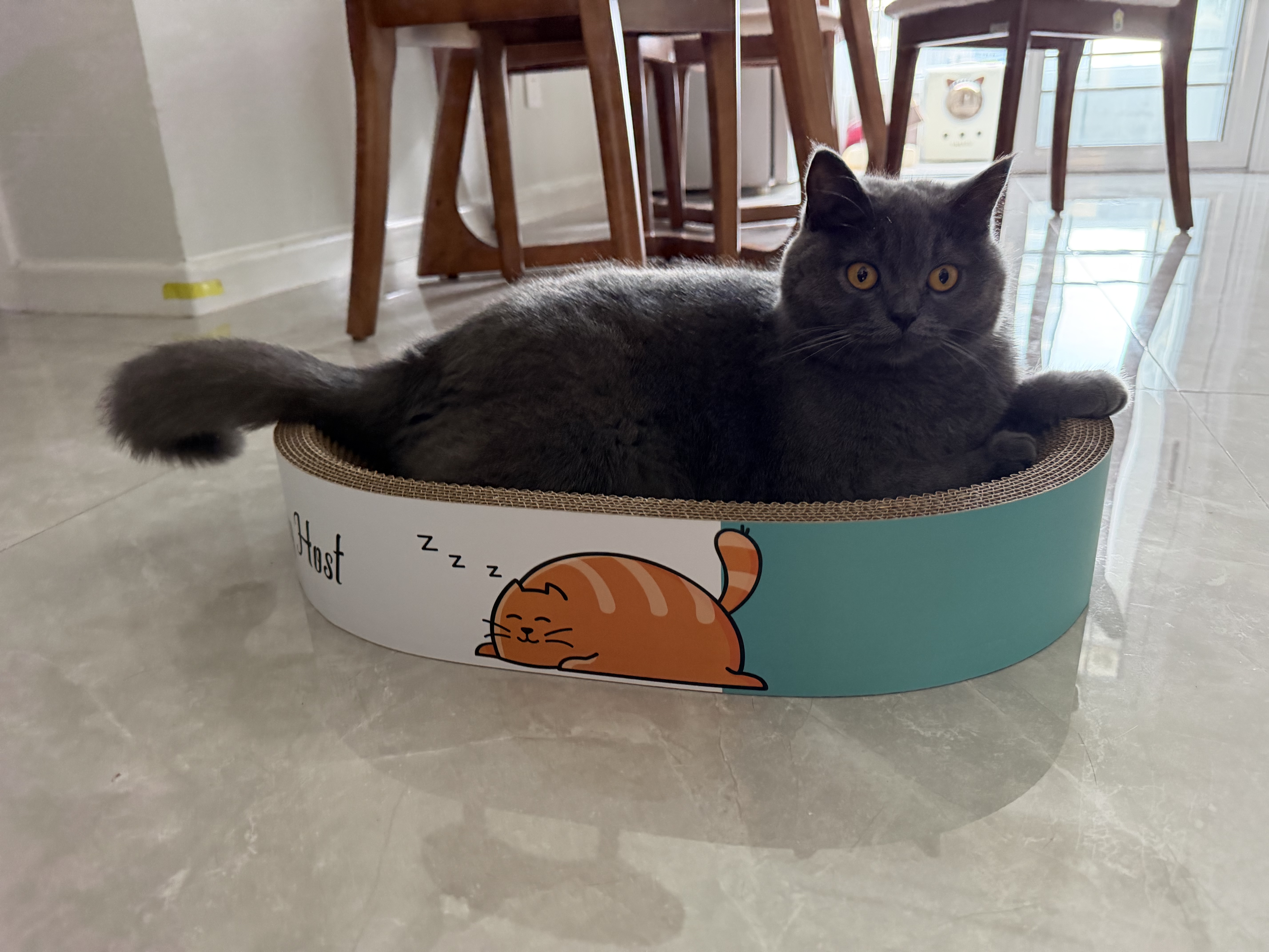 疯狂的主人猫粮自动喂食器饮水一体猫碗狗碗猫食盆猫咪猫盆宠物用品喝水双碗 实拍图
