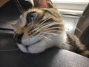 麦富迪猫粮 超肉粒冻干双拼幼猫粮免疫护肠胃 三文鱼2kg*3 实拍图