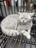 网易严选全价猫粮4.0 宠物主粮成幼猫咪三文鱼食品 深海鱼虾味50g*2 试吃 实拍图