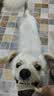 麦德氏四合一配方羊奶粉300g 宠物幼犬狗狗幼猫新生猫咪泰迪通用 实拍图