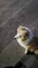 petlimit狗狗胸背带牵引绳泰迪金毛中小型宠物用品幼犬遛狗链子 青桔L 实拍图