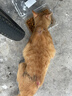 伟嘉猫粮成猫全价猫粮亮毛蓝猫均衡营养10kg海洋鱼夹心粮【原料透明】 实拍图