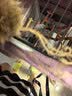 朗缤 鹦鹉活体鸟活物虎皮鹦鹉宠物活鸟玄凤鹦鹉手养鸟会说话幼鸟幼崽 蓝色虎皮+白色虎皮（一公一母） 实拍图